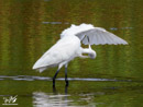 Little Egret - Czapla Nadobna